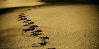 Opłacalność wynajmu autokarów