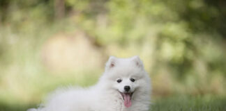 sklep zoologiczny online