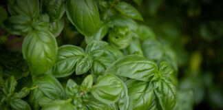 Czym jest gymnema sylvestre