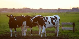 Pomoc w pozyskiwaniu krowiego mleka