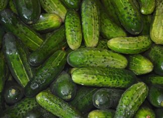 Z czym nie sadzić ogórków? Z czym nie sadzić ogórków?