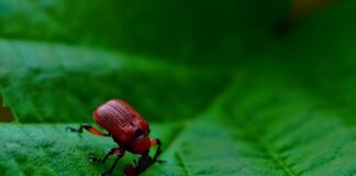 Czym się różni resor od amortyzatora?