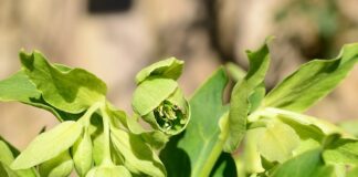 Czy gnojówka z pokrzywy można podlewać pelargonie?