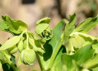 Czy gnojówka z pokrzywy można podlewać pelargonie? Czy gnojówka z pokrzywy można podlewać pelargonie?
