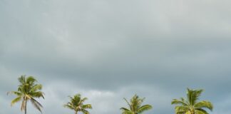 Jak dobrze posadzić pelargonie w skrzynkach?