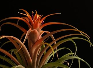 Jak nazywa się ostrze siekiery? Jak nazywa się ostrze siekiery?