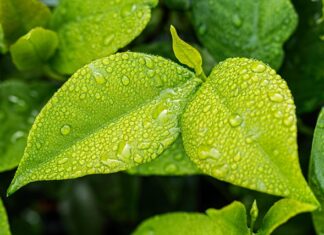 Dlaczego eko skórą pęka? Dlaczego eko skórą pęka?