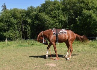 Jak zamontować listwy przy suficie?