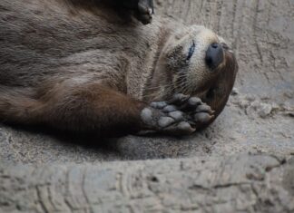 Dlaczego odpadają płytki na balkonie? Dlaczego odpadają płytki na balkonie?