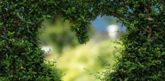 Jak zaprojektować ogród warzywny?