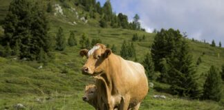 Kto zajmuje się Wyprawianiem skór?