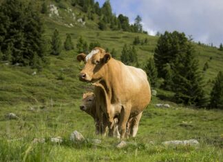 Kto zajmuje się Wyprawianiem skór? Kto zajmuje się Wyprawianiem skór?