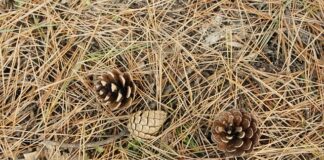 Z czego zrobić słomkę do picia?