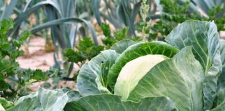 Z czego można zrobić podwyższone grządki?