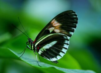 Czy listonosz ma klucz do skrzynki? Czy listonosz ma klucz do skrzynki?