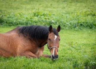 Jak podłączyć uchwyt TIG do spawarki inwertorowej? Jak podłączyć uchwyt TIG do spawarki inwertorowej?