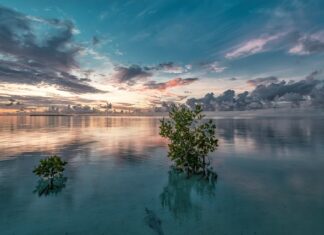 Ile kosztuje narożnik z siatką?