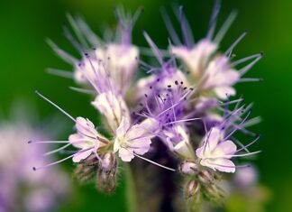 Ile kosztuje 1 kg facelii? Ile kosztuje 1 kg facelii?