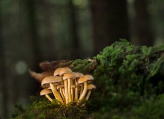 Czym przykleić listwy styropianowe do sufitu?