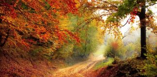 Jak zrobić ścieżki technologiczne w siewniku 3m?