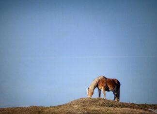 Do czego służy sprzęgła? Do czego służy sprzęgła?