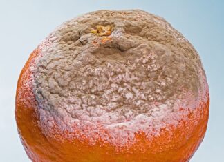 Co zabezpiecza skórę przed gniciem? Co zabezpiecza skórę przed gniciem?