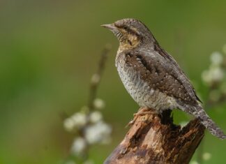 Jak obliczyć sztywność sprężyny?