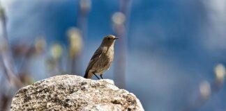 Jak usunąć pleśń z silikonu pod prysznicem?