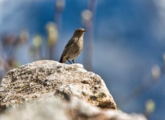 Jak usunąć pleśń z silikonu pod prysznicem? Jak usunąć pleśń z silikonu pod prysznicem?