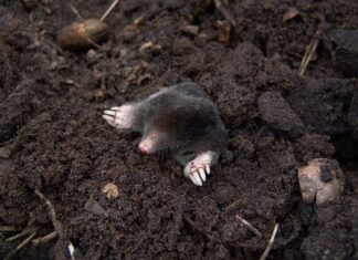 Czy Kret rozpuszcza włosy? Czy Kret rozpuszcza włosy?