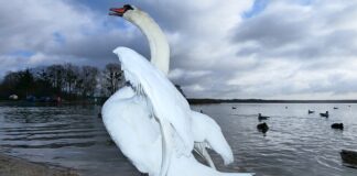 Jak się rozkłada wersalka?