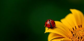 Ile kosztuje słupek metalowy do siatki?