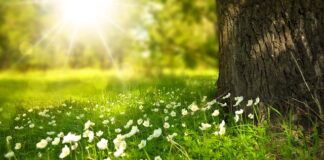 Czy roztwór soli wpływa na wzrost trawy?