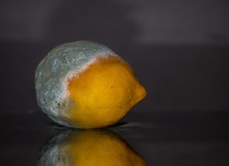 Gdzie wyrzucić spleśniały chleb? Gdzie wyrzucić spleśniały chleb?