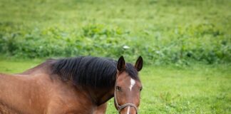 Jak zamontować uchwyt do słuchawki prysznicowej?