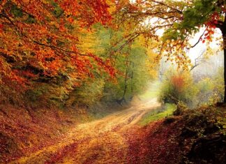 Jaka siekierą do lasu? Jaka siekierą do lasu?