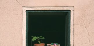 Jak często podlewać petunie na balkonie?