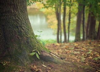 Co niszczy korzenie chwastów? Co niszczy korzenie chwastów?