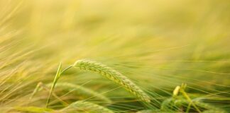 Jak przyciąć listwy przy suficie?