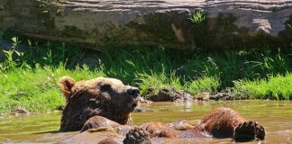 Czym odśnieżyć podjazd?