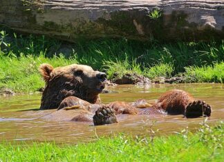 Czym odśnieżyć podjazd?
