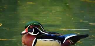 Czy można kupić sprężone powietrze?