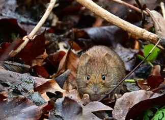 Czy nornica przejdzie przez siatkę na krety? Czy nornica przejdzie przez siatkę na krety?