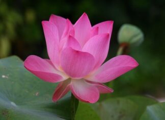 Jak się mówi po angielsku łóżko?