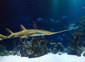 Do czego służy piła radialna? Do czego służy piła radialna?