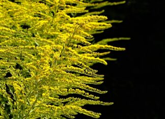 Jak sadzić w skrzynkach? Jak sadzić w skrzynkach?