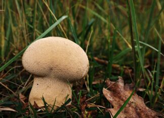 Co zamiast worków Próżniowych?