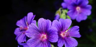 Czym podlewać pelargonie żeby pięknie kwitły?