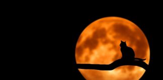 Ile cukru na 3 litry soku z czarnego bzu?